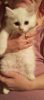 Prodej Britských kotatek - 5