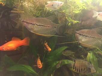 Prodám levně ryby a vodní rostliny - 5