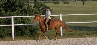 Pony kobylka 2022 pony x QH - 5