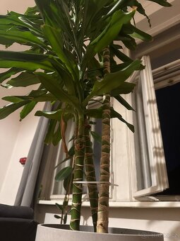 Dracena - dračinec 180 cm vysoká pokojová rostlina - 5