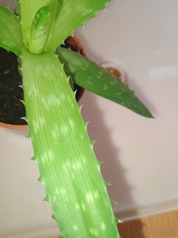 Aloe Vera - 5