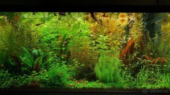 Set akvarijnich rostlinek pro 60l akvarium - 5