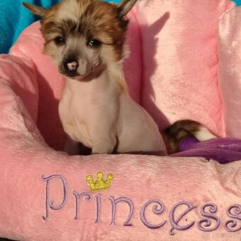 Čínský chocholatý pes nahá fenka s pp - 5