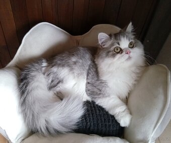 Britský kocourek - Dlouhosrstý - 5