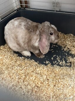 Zakrslý beránek - 5