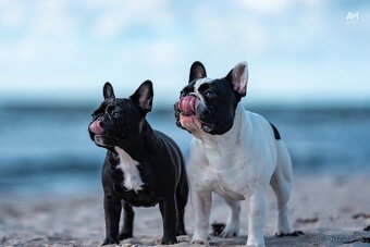 Francouzský buldoček s PP ( FCI ) - 5