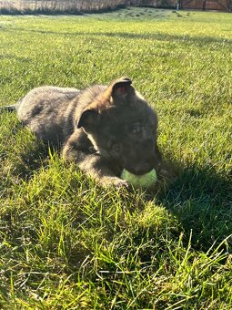 Nemecký ovčák - 5