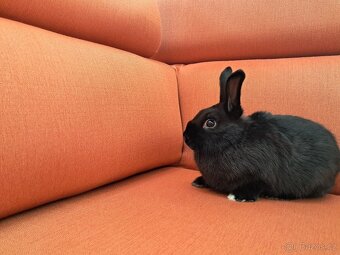 Prodám králíčky, 2 vrhy - 5