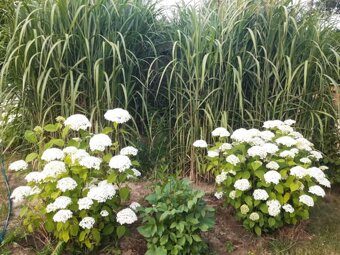 Nabízím osazení vaší zahrady - 5