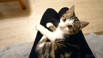 Daruji kočičku - 5