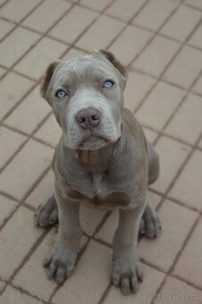 Americký BANDOG - 5