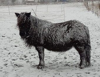 PONY SHETLAND - 5