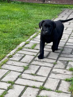 Volná fena labradora bez PP - po zrušené rezervaci - 5