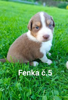 Australský ovčák - štěňata bez PP - 5