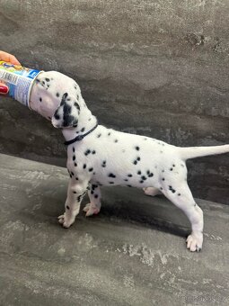 🐾 DALMATÍNSKE ŠTENIATKA S PP – VRH "A" 🐾 - 5