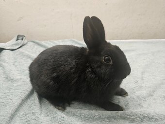 Zakrslý králíček - 5