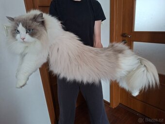Ragdoll na kryti - 5