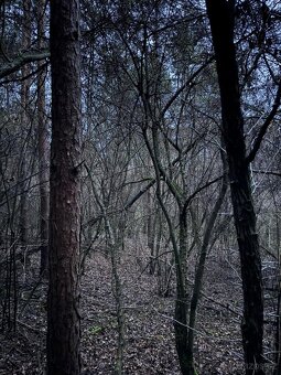 Prodej lesního pozemku k.ú. Vinaře - 5