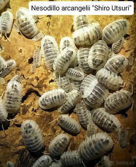 Isopody - nabídka - 5