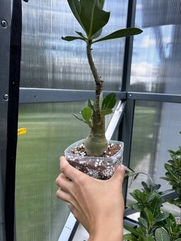 Adenium arabicum - 5