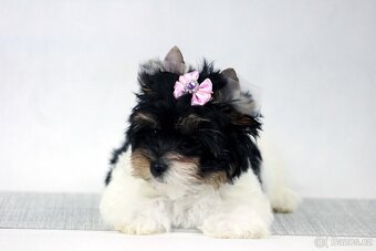 biewer yorkshire terrier s PP - 5