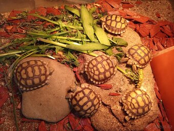 Želva ostruhatá/Geochelone Sulcata, mláďata - 5