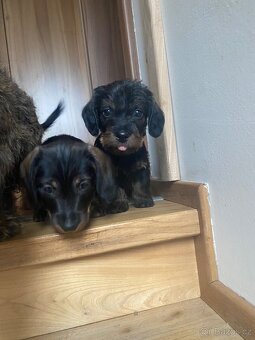 Štěně jezevčík drsnosrstý bez PP - 5