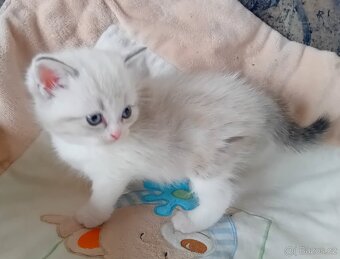 Britský kocourek s PP - 5