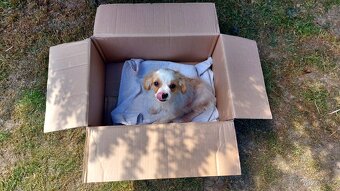 Cavalier king Charles španiel,kavalier krizenec - 5