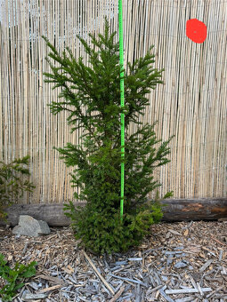 Tis červený - Taxus baccata - 5