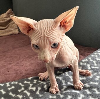Koťata Kanadský Sphynx - 5