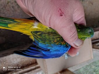 neofema modrohlavá, tyrkysová - 5