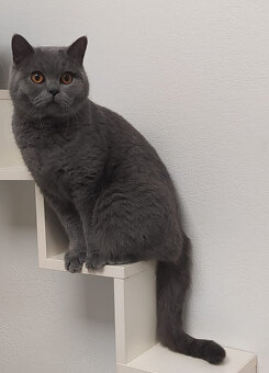 Britská koťata - 5