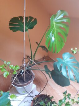 pokojové rostliny - 5