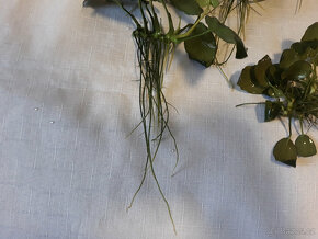 Akvarijní rostliny - 5