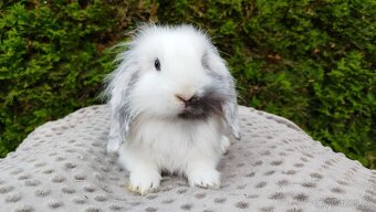 Zakrslý beránek, králíček, králík - MINDY - 5
