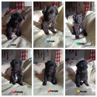 Pyrenejský ovčák FACE RASE s PP - 5