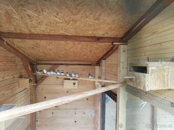 Korely, andulky, zebřičky - 5