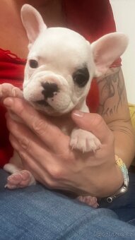 Štěňata francouzský buldoček - 5