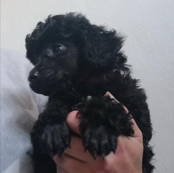 Pudl trpasličí - 5