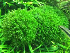 Čerstvé akvarijní rostliny – Výhodné ceny a odborné tipy - 5