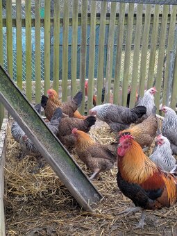 Kuřice České Zlaté/stříbrné Kropenaté - 5