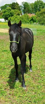Lusitano x Welsh pony B - 5