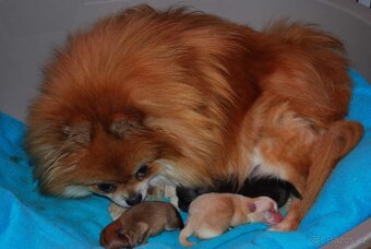 Pomeranian - 5