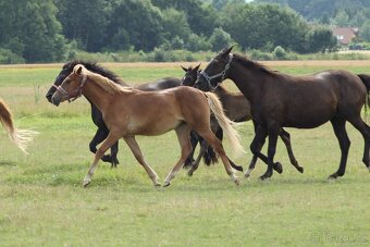 Hříbě sportovní pony - 5