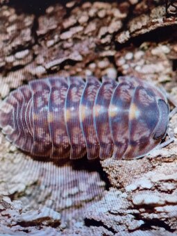 Prodám vzácnější Isopody - 5