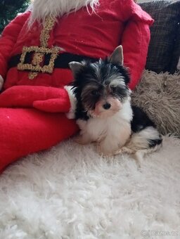 Jorkšír biewer bez pp malého vzrůstu - 5