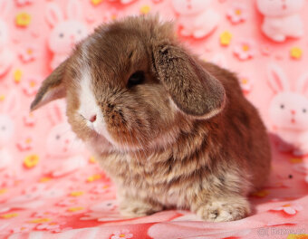 NHD zakrslí beránci samečci - 5