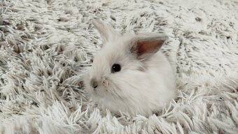 Zakrslý králík, králíček, králík - (lvíček)-VIKY - 5