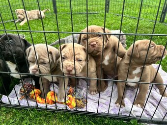 American Bully xl/xxl - 5